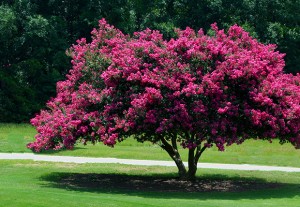 crape ecogreen landscaping